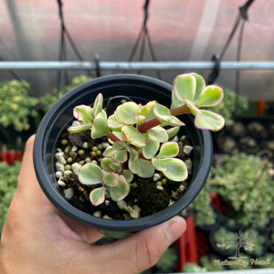 Portulacaria Afra variegata