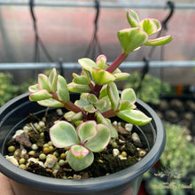 Load image into Gallery viewer, Portulacaria Afra variegata
