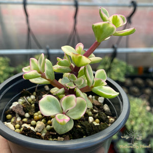 Portulacaria Afra variegata