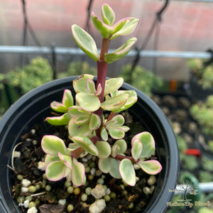 Portulacaria Afra variegata